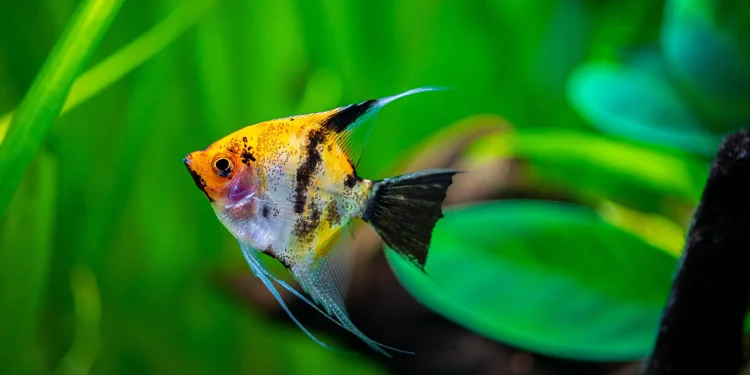 Reel in the Deals: Tropical Freshwater Fish Coupons for Smart Shoppers