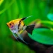 Reel in the Deals: Tropical Freshwater Fish Coupons for Smart Shoppers