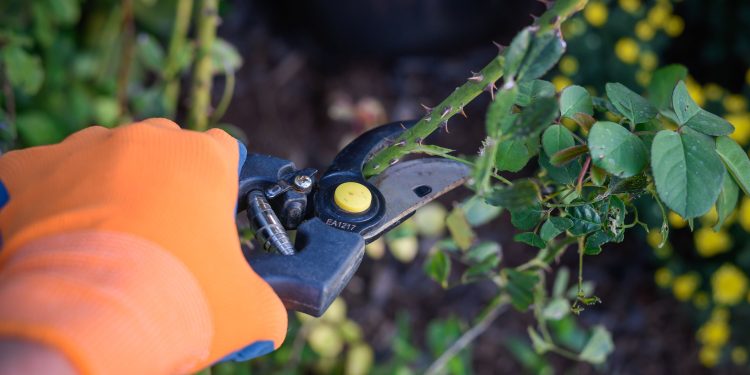 Electrical Safety Tips Every Gardener Should Know